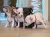 Bildh?bsche Chihuahua Welpen mit FCI Pap