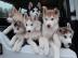 Husky welpen mit FCI Stammbaum WhatsApp: