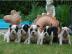 Franzsische Bulldoggen Welpen - gestro