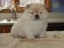 Chow-Chow-Welpen m�nnlich und weiblich z