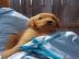 Golden Retriever puppies