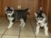 Siberian Husky Welpen ab sofort abzugebe