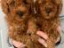 Toy Poodles Welpen kostenlos