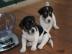 Supers��e Jack-Russell-Welpen