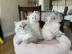 Ragdoll-K�tzchen, die ein liebevolles Zu