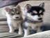 Gesunde Pomsky Welpen mit Papieren whats