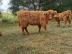 Mini Highland Cattle,Dexter,Schottisches