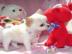 CHIHUAHUA-Welpen, R�den&H�ndinnen,mit Ah
