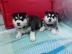 Siberian Huskywelpen