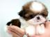 Shih Tzu Welpen! Sehr lieb und mehrere f