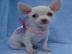 Kleine Chihuahua H�ndin
