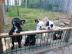 Franz�sische Bulldoggen Welpen