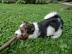 Super Liebevolle Biewer Yorkshire Terrie