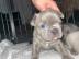Franz?sische Bulldog Welpen