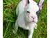 Reinrassiger franz�sischen Bulldog Welpe
