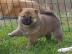 Sch�ne Shiba Inu-Welpen