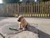 American Pocket Bully Welpe jetzt ferti