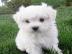 Mini Maltese welpen