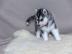 M�nnliche und weibliche Siberian Husky-W