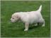 Registrierte Labrador Retriever Welpen v