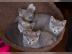 3 Russisch Blau K�tzchen mit Stammbaum