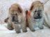 Chow Chow Welpe weiblich, cremefarben mi