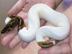 1,1 Albino und Piebald Ball Pythons jetz