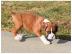 Wundersch�ne Boxer Welpen