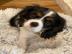 Cavalier King Charles Spaniel Welpen abz