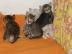 Katzenbabys F7 SBT (SAVANNAH)