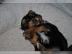 YORKSHIRE TERRIER WELPEN MIT PAPIEREN