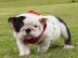 Unwiderstehliche englische Bulldoggen be