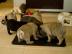 liebenswerte Mops - Welpen