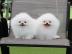Zwergspitz /Pomeranian mit Stammbaum