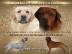 Labrador Retriever FCI - seltene fox red