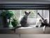 Russisch Blau Kitten mit Stammbaum