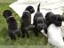 HERRLICHER QUALIT�T LABRADR WELPEN
