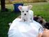 Wundersch�ne Chihuahua Welpen m�nnlich u