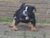 Old Englische Bulldogge welpe