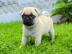 Mops welpen suchen neues Zuhause