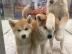 Pr�chtige Akita Inu Welpen in rot abzuge