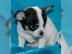 Super s??e MINI chihuahua welpen mit Pap