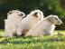 Reinrassige Golden Retriever Welpen