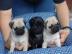 Super S��e Mini Reinrassige Mops Welpen