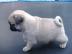 Mops Welpen