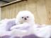 Jovial Teacup Pomeranian Pups Verf?gbar