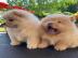 S��e Chow Chow Welpen whatsapp nummer +4