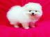 Pomeranian Zwerg/Spitz Welpen