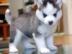 Entz�ckende Siberian Husky-Welpen