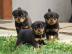 Rottweiler-Welpen suchen ein liebevolle